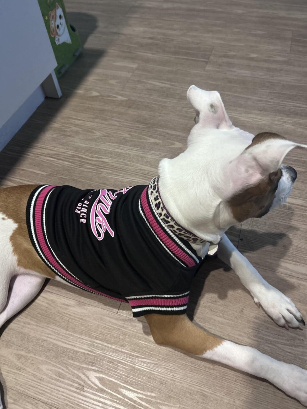 New Sz M Victoria's Secret Super Soft High-Quality PINK Pup Pet Varsity Jacket
